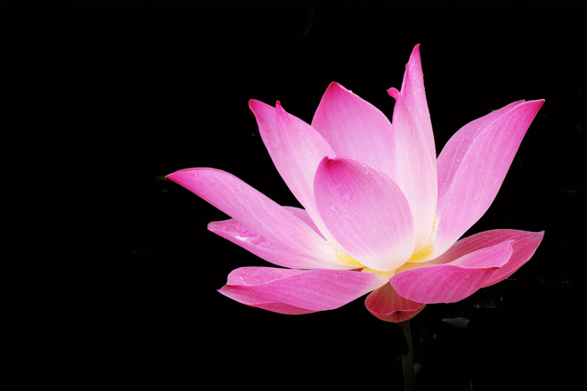 pink-lotus-1396737